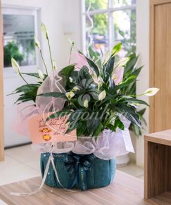 Giỏ Cây Lan Ý Quà Tặng 9 gio lan y qua tang 6
