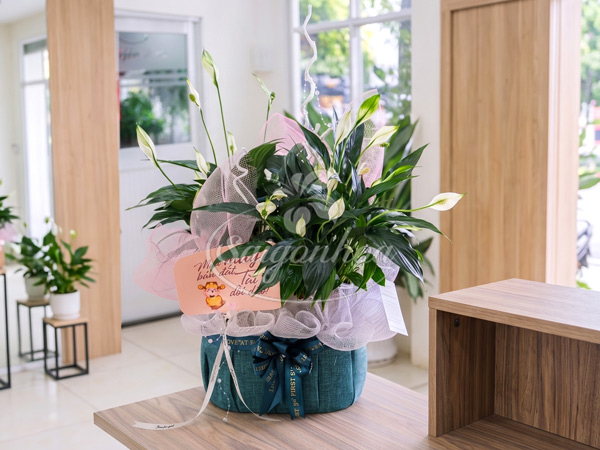 Giỏ Cây Lan Ý Quà Tặng 3 Giỏ Cây Lan Ý Quà Tặng - Ảnh 3