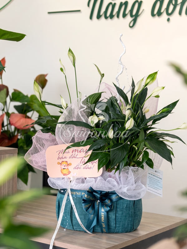 Giỏ Cây Lan Ý Quà Tặng 20 Giỏ Cây Lan Ý Quà Tặng