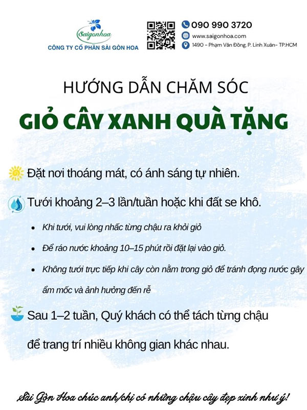 Giỏ Cây Hồng Môn Quà Tặng 21 Giỏ Cây Hồng Môn Quà Tặng