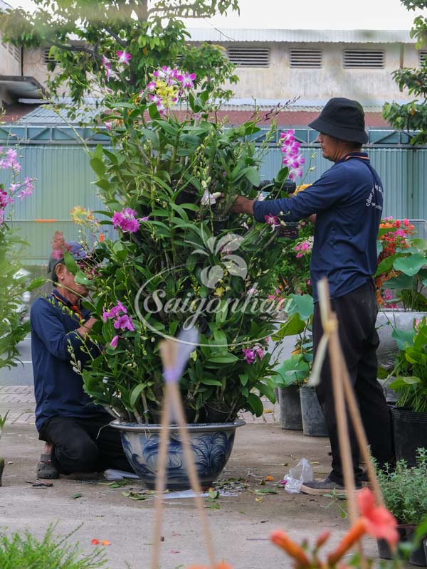Cặp Chậu Hoa Lan Dendro Quà Tặng 2 lan dendro chau goc ghep 2