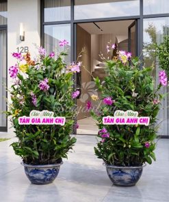 Cặp Chậu Hoa Lan Dendro Quà Tặng