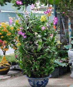 Cặp Chậu Hoa Lan Dendro Quà Tặng 9 lan dendro chau goc ghep 3