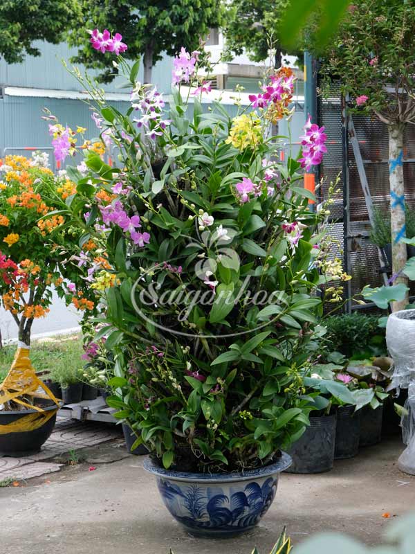 Cặp Chậu Hoa Lan Dendro Quà Tặng 3 lan dendro chau goc ghep 3