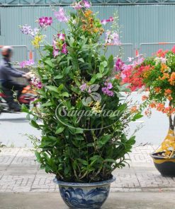 Cặp Chậu Hoa Lan Dendro Quà Tặng 10 lan dendro chau goc ghep 4
