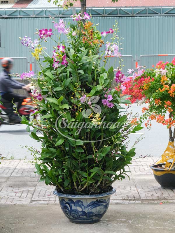 Cặp Chậu Hoa Lan Dendro Quà Tặng 4 lan dendro chau goc ghep 4