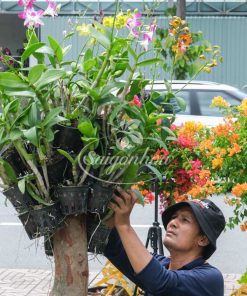Cặp Chậu Hoa Lan Dendro Quà Tặng 13 lan dendro chau goc ghep 5