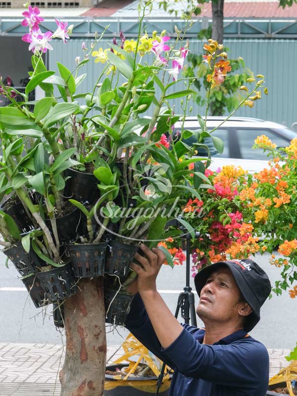 Cặp Chậu Hoa Lan Dendro Quà Tặng 7 lan dendro chau goc ghep 5