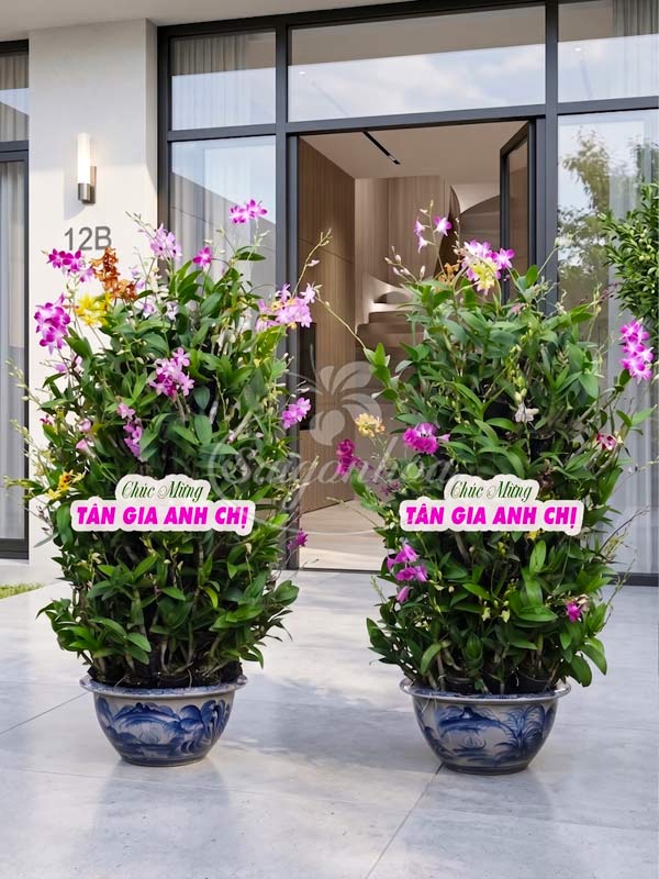 Cặp Chậu Hoa Lan Dendro Quà Tặng 1 lan dendro chau goc ghep