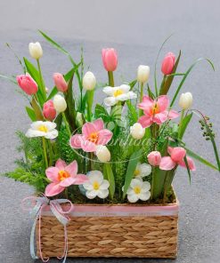 Lẵng Hoa Tulip Hồng Pastel 8 lang hoa tulip hong pastel 1