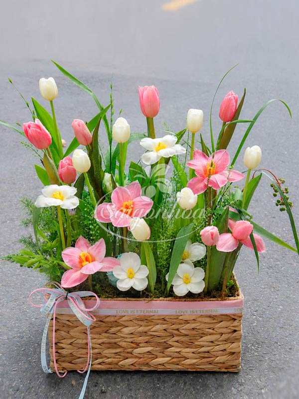 Lẵng Hoa Tulip Hồng Pastel 12 Lẵng Hoa Tulip Hồng Pastel