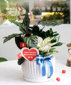 Chậu Cây Kiểng Lá Mix Sắc Xanh Tự Hào 6 Chậu Cây Kiểng Lá Mix Sắc Xanh Tự Hào - Ảnh 3