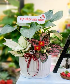 Chậu Cây Kiểng Lá Mix Sắc Xanh Tự Hào 7 Chậu Cây Kiểng Lá Mix Sắc Xanh Tự Hào - Ảnh 4