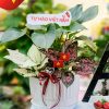 Chậu Cây Kiểng Lá Mix Sắc Xanh Tự Hào