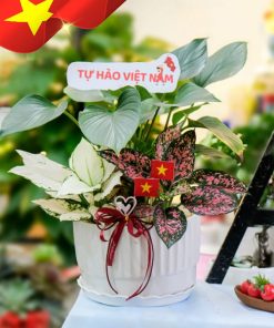Chậu Cây Kiểng Lá Mix Sắc Xanh Tự Hào