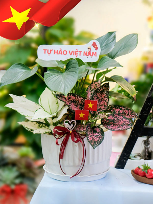 Chậu Cây Kiểng Lá Mix Sắc Xanh Tự Hào 8 Chậu Cây Kiểng Lá Mix Sắc Xanh Tự Hào