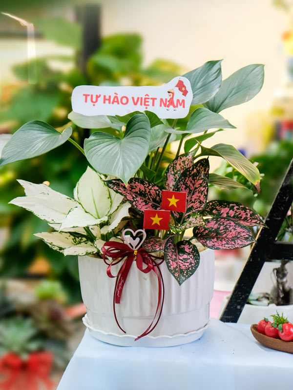 Chậu Cây Kiểng Lá Mix Sắc Xanh Tự Hào 4 Chậu Cây Kiểng Lá Mix Sắc Xanh Tự Hào - Ảnh 4