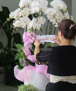 Alternative view of Chậu Hoa Lan Trắng Quà Tặng