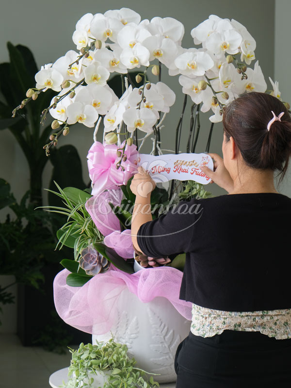 Chậu Hoa Lan Trắng Quà Tặng 2 Chậu Hoa Lan Trắng Quà Tặng - Ảnh 2