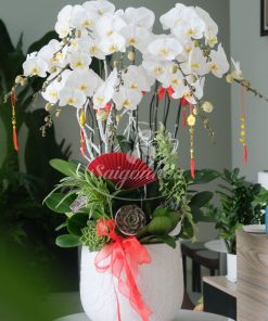 Chậu Hoa Lan Trắng Quà Tặng 7 chau hoa lan trang