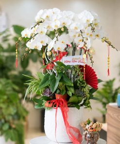 Trang Chủ 67 Chậu Hoa Lan Trắng Quà Tặng