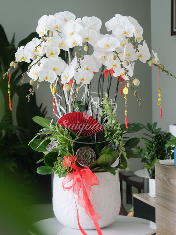 Chậu Hoa Lan Trắng Quà Tặng 4 Chậu Hoa Lan Trắng Quà Tặng - Ảnh 4