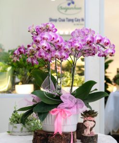 Trang Chủ 72 Chậu Lan Hồ Điệp Mini Tím Sọc