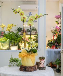 Trang Chủ 68 Chậu Lan Hồ Điệp Lụa Vàng Bình An