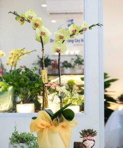 Alternative view of Chậu Lan Hồ Điệp Lụa Vàng Bình An