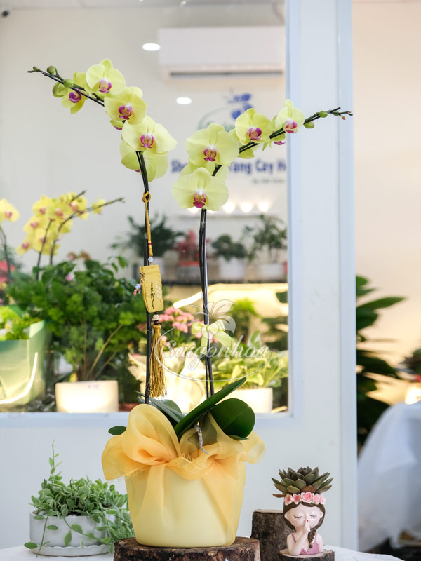 Chậu Lan Hồ Điệp Lụa Vàng Bình An 2 Chậu Lan Hồ Điệp Lụa Vàng Bình An - Ảnh 2