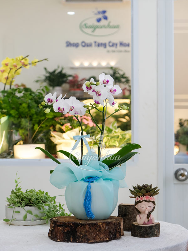 Chậu Lan Hồ Điệp Mini 2 Vòi Quà Tặng 12 Chậu Lan Hồ Điệp Mini 2 Vòi Quà Tặng
