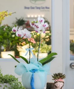 Trang Chủ 70 Chậu Lan Hồ Điệp Mini 2 Vòi Quà Tặng