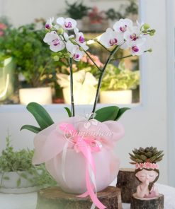 Alternative view of Chậu Lan Hồ Điệp Mini 2 Vòi Quà Tặng