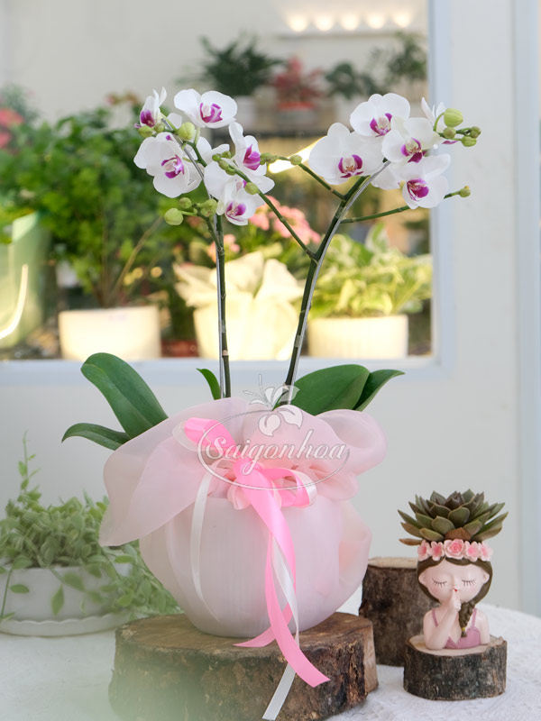 Chậu Lan Hồ Điệp Mini 2 Vòi Quà Tặng 2 Chậu Lan Hồ Điệp Mini 2 Vòi Quà Tặng - Ảnh 2