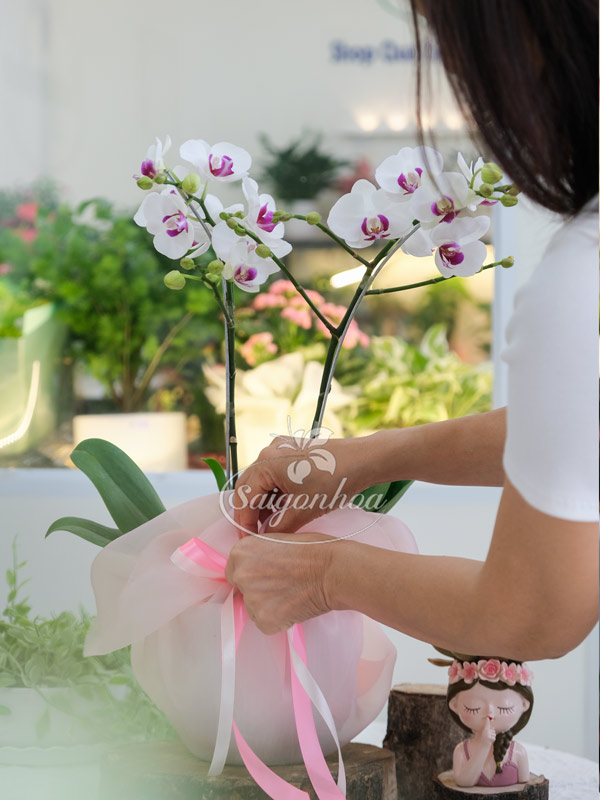 Chậu Lan Hồ Điệp Mini 2 Vòi Quà Tặng 3 Chậu Lan Hồ Điệp Mini 2 Vòi Quà Tặng - Ảnh 3