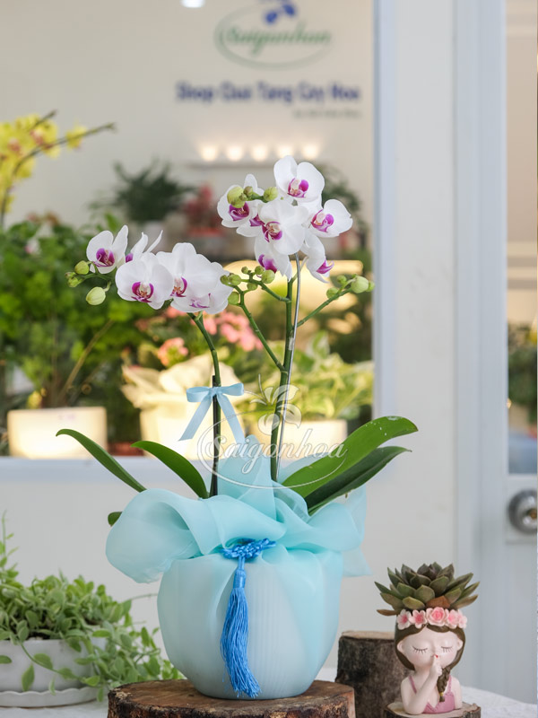 Chậu Lan Hồ Điệp Mini 2 Vòi Quà Tặng 8 Chậu Lan Hồ Điệp Mini 1 Cành Quà Tặng