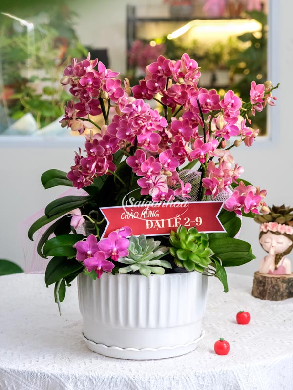Hoa Lan Hồ Điệp Mừng Đại Lễ 2 Hoa Lan Hồ Điệp Mừng Đại Lễ - Ảnh 2