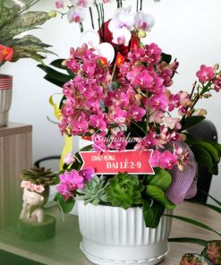 Hoa Lan Hồ Điệp Mừng Đại Lễ 5 Hoa Lan Hồ Điệp Mừng Đại Lễ - Ảnh 3