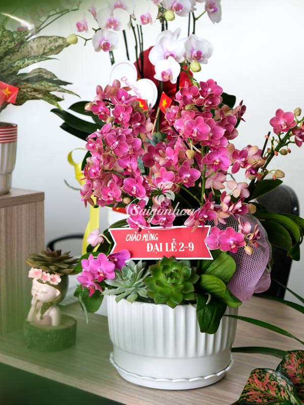 Hoa Lan Hồ Điệp Mừng Đại Lễ 8 Hoa Lan Hồ Điệp Mừng Đại Lễ