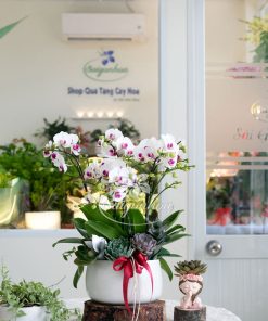 Alternative view of Chậu Lan Hồ Điệp Mini Trắng Tím Mix Sen Đá