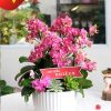 Hoa Lan Hồ Điệp Mừng Đại Lễ