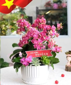 Hoa Lan Hồ Điệp Mừng Đại Lễ