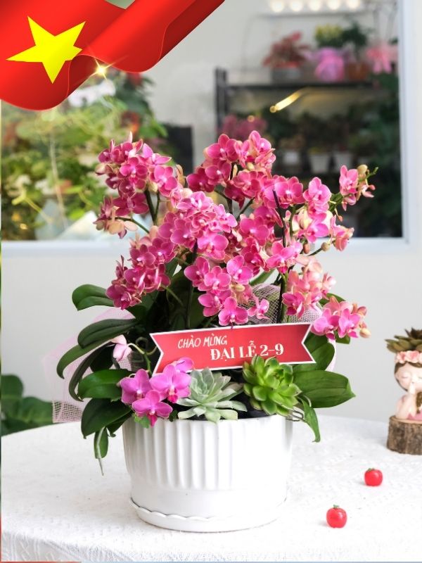 Hoa Lan Hồ Điệp Mừng Đại Lễ 1 Hoa Lan Hồ Điệp Mừng Đại Lễ