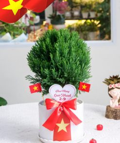 Chậu Tùng Bồng Lai Sắc Việt